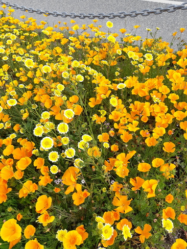 flower glory Sechelt, BC