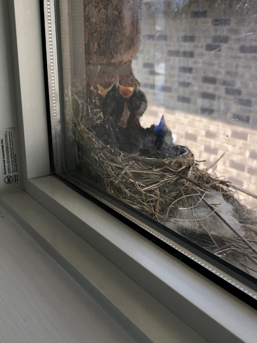 1 week ago. Baby robins. Kingsville, Ontario, CA