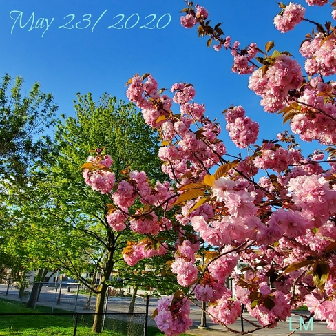 Spring blooms Oakville, ON