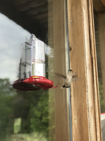 Spending the morning with the hummingbirds Dunchurch, Ontario, CA