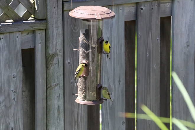 Finches eating away.. Hamilton, ON