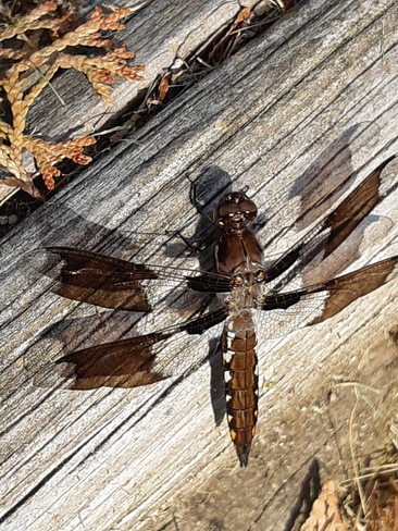 Dragonfly Pitt Meadows, BC