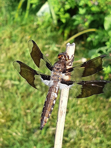 Dragonfly Pitt Meadows, BC