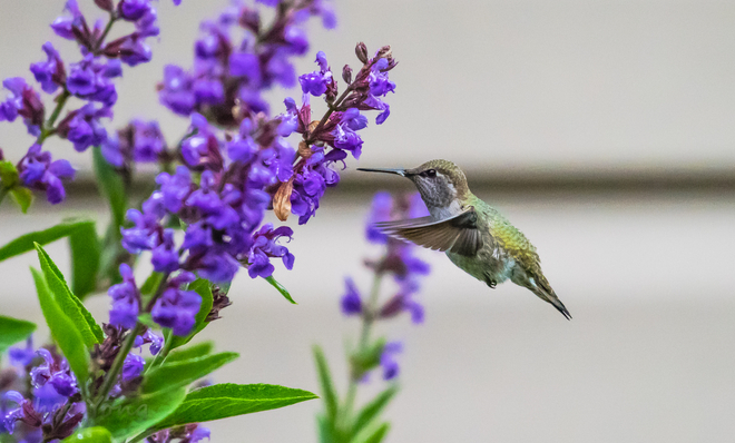 Anna’s Hummingbird Vancouver, British Columbia, CA