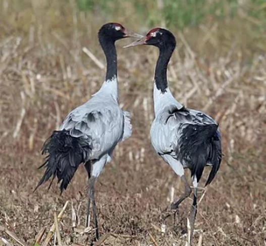 Black necked crane_Grus nigricollis,Kashmiri name_Aasmãnï anz Kralapur, JK