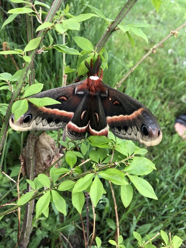 Cecropia moth Sudbury, ON