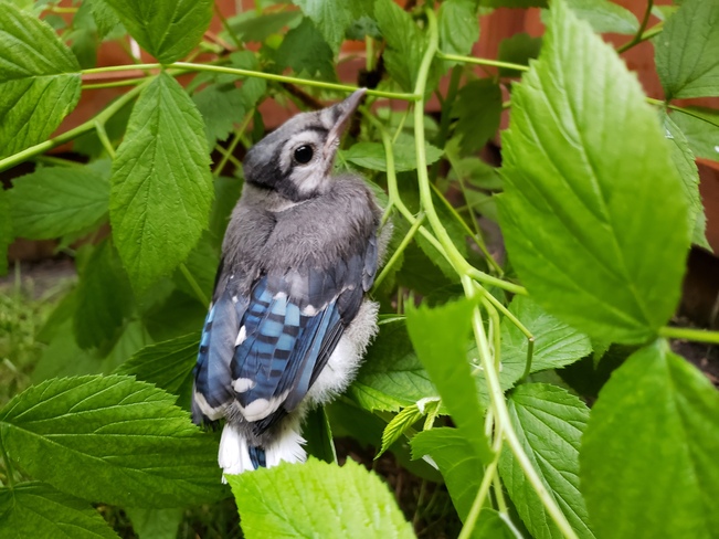 Little Blue Jay on a raspberry tree Windsor, ON