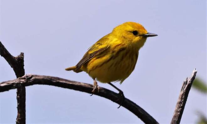 yellow Warbler Pembroke, ON