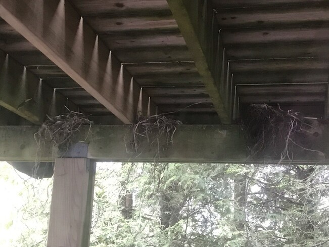 as you see we leave the nest their . should we move them Saint John, NB