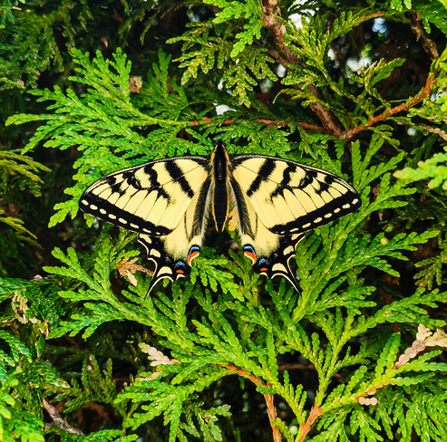 Papillon tigré du Canada Fleurimont, QC