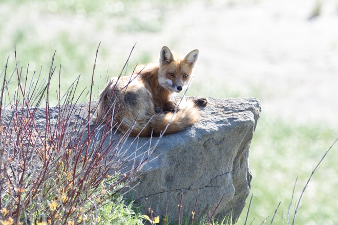 Fox was relaxing on a rock. Pointe-Sapin, New Brunswick, CA