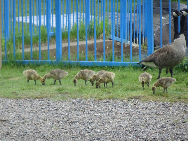 Hungry Baby Goslings Sudbury, ON