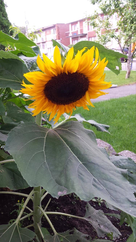 Sunflower Is A Special Flower Montréal, Quebec, CA
