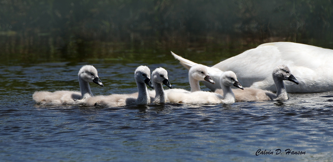 Mute Swan cygnets South Stormont, ON
