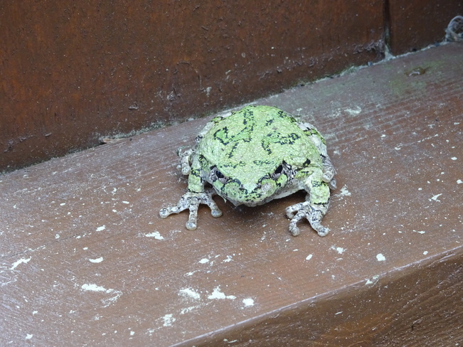 A Real & Fake Frog Sudbury, ON
