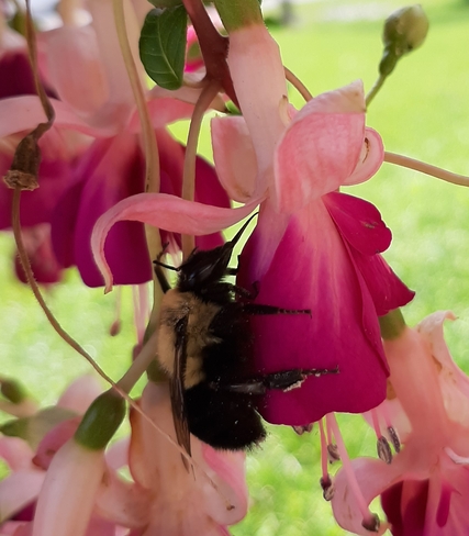 Bee beautiful Trenton, ON