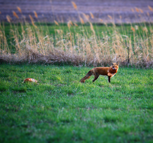 Le renard et la poule Otterburn Park, Québec, CA
