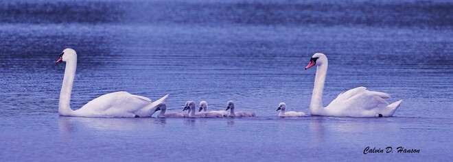 Newborn Mute Swan cygnets South Stormont, ON