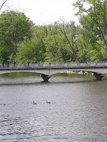 le pont et les canards Rivière-des-Prairies/Pointe-aux-Trembles, QC