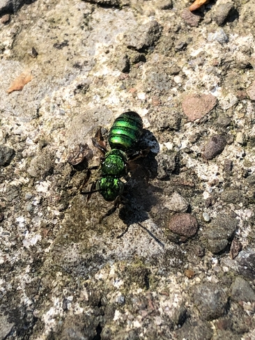 Orchid bee St. Catharines, Ontario, CA
