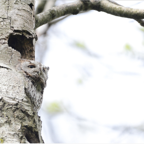 Eastern screech owl London, Ontario, CA