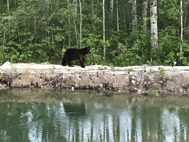 A visit from Mama Bear La Broquerie, Manitoba, CA