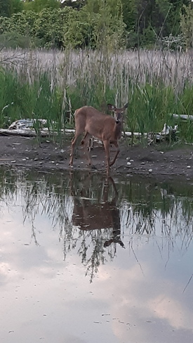 doe by the lake Oshawa, ON