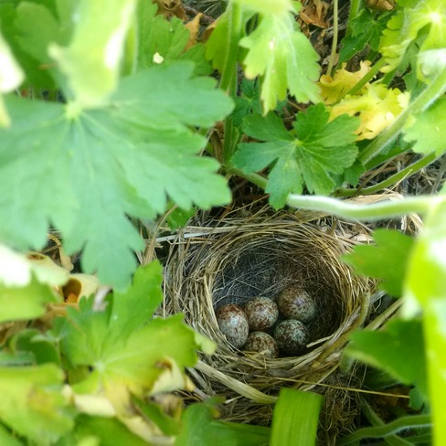 Little Nest Sault Ste. Marie, ON