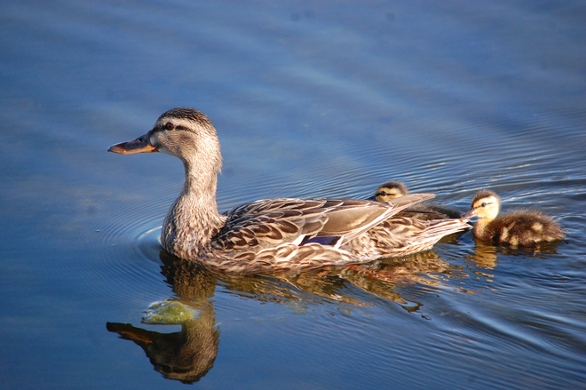 Ducks Edmonton, Alberta, CA