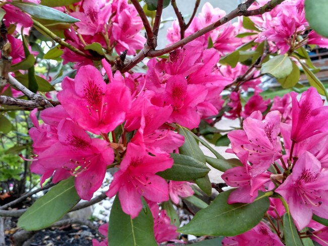 rhododendron Longueuil, QC