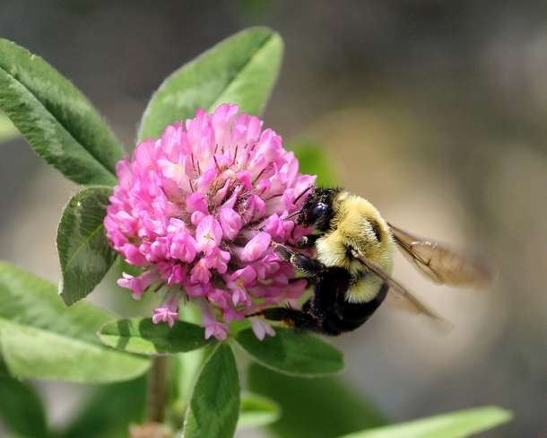 Bee On Clover After Nectar Saint Stephen, NB
