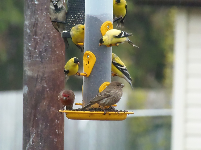 Finches at the feeder Hamilton, Ontario, CA