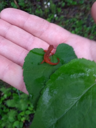 Baby Salamander Washago, ON
