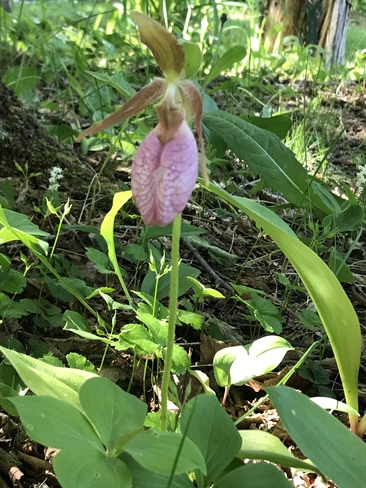 Orchidée sauvage Sainte-Véronique, Québec, CA