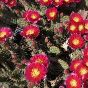 Cactus en fleur