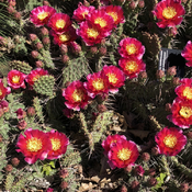Cactus en fleur 2