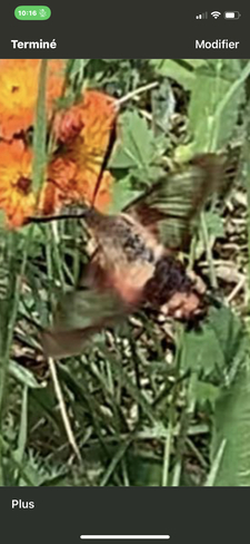 Papillon colibri Rivière-à-Pierre, Québec, CA