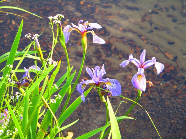 Iris sauvages Sainte-Agathe-des-Monts, QC