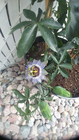 it finally opened have no idea what plant this is was a gift Winnipeg, MB