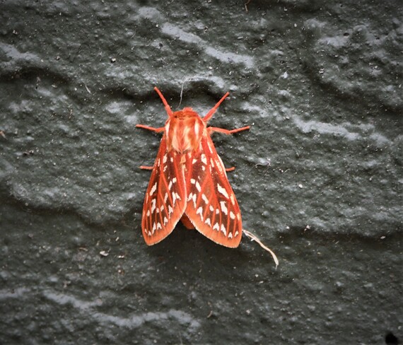 Moth Duncan, BC