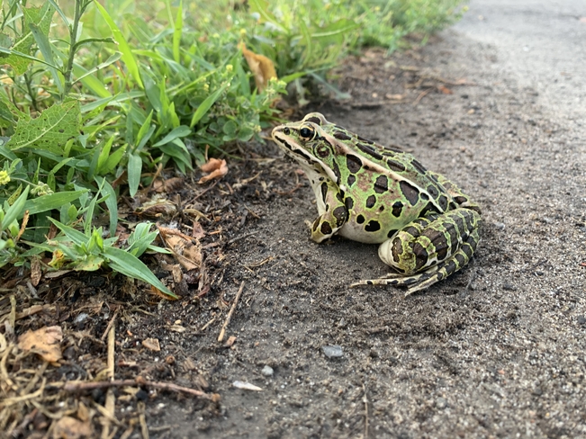 Green Frog Ottawa, Ontario, CA