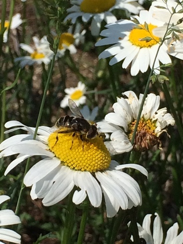 Bee Happy Algoma, ON