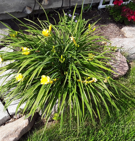 My Day Lilies are out, July 3rd, 2020 Centennial Scarborough, ON