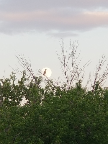un oiseau dsns la lune Verchères, QC
