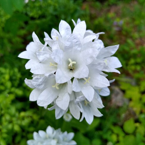 fleur Québec, QC