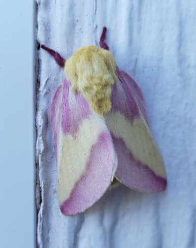 Rosy Maple Moth St. Nicholas, Prince Edward Island, CA