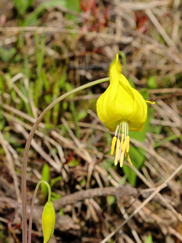 Glacier lily in blooming Yoho National Park, BC