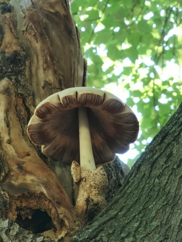 Énorme champignon Île Charron, Boucherville, QC