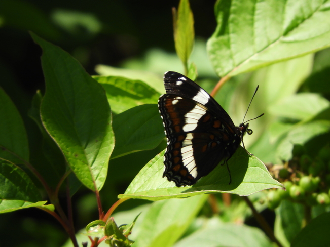 Papillon Matane, QC