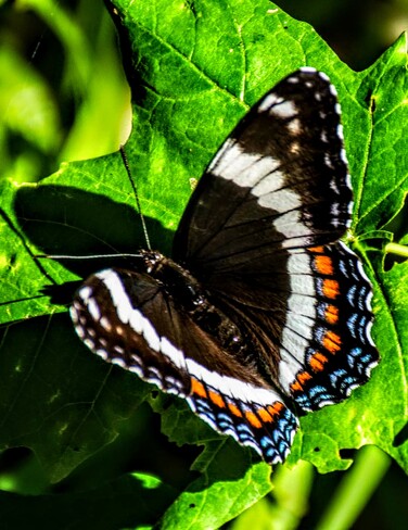 papillon ! Parc National de la Jacques-Cartier, QC